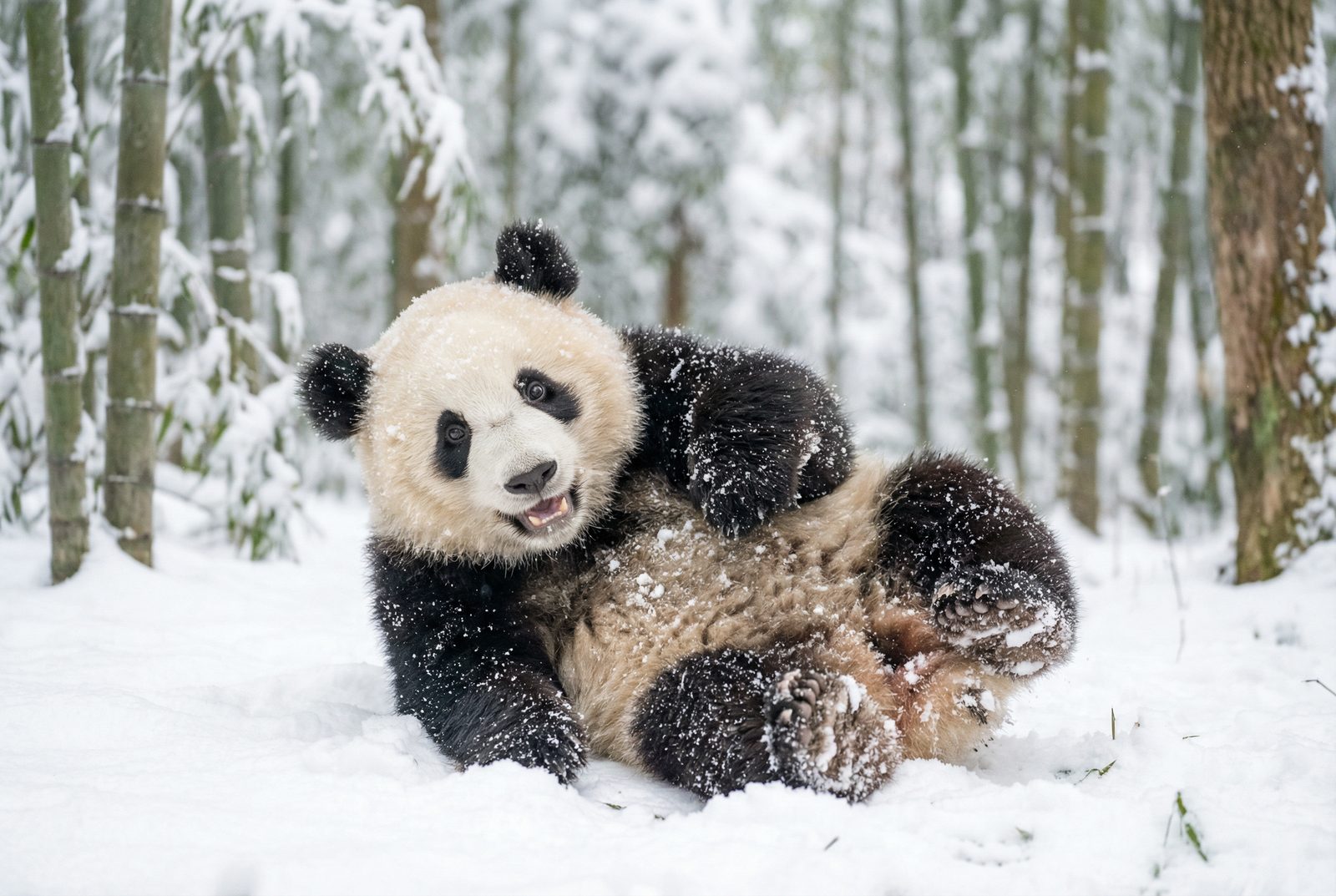 呦呦视频熊猫雪地嬉戏视频