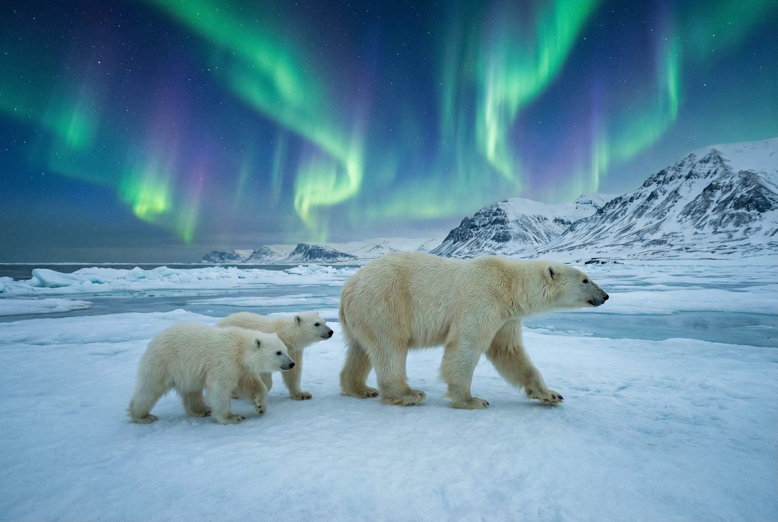 呦呦视频北极熊极光视频